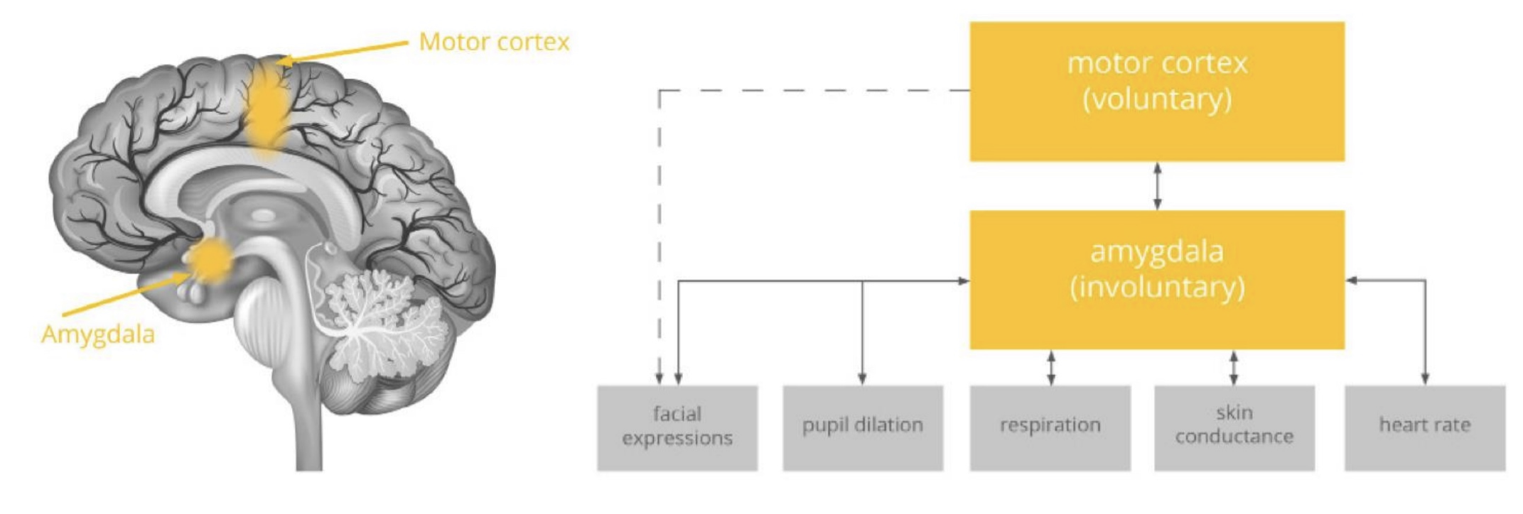 The biometric package is designed to measure a suite of autonomic responses.